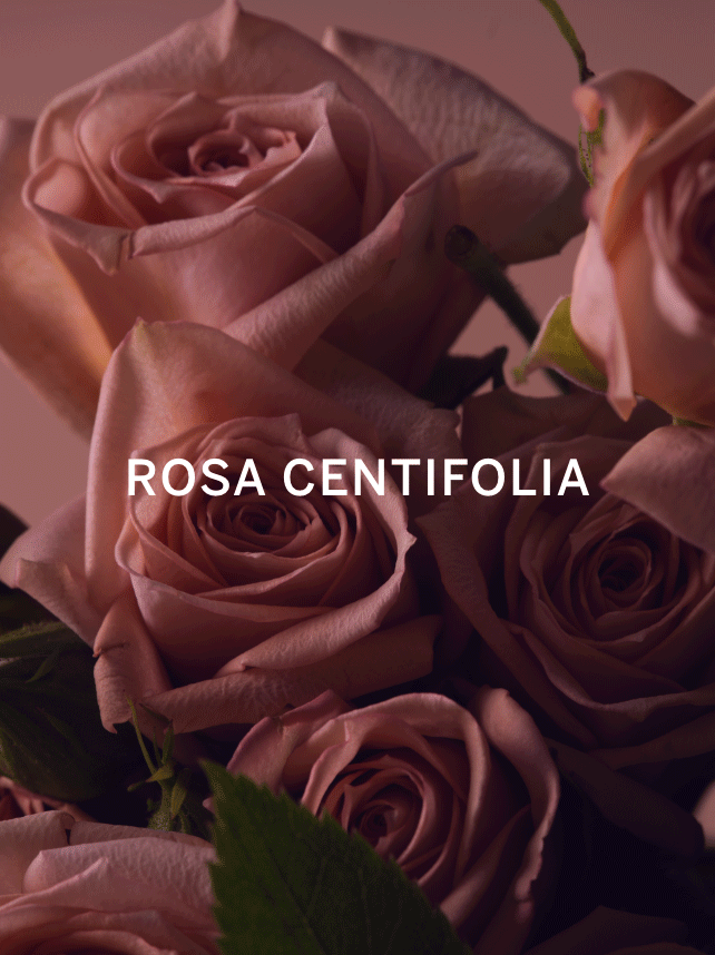 Bare Rose Fine Fragrance Mist image number 1
